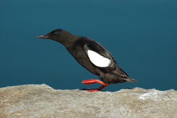 black-guillemot-running-across-rock