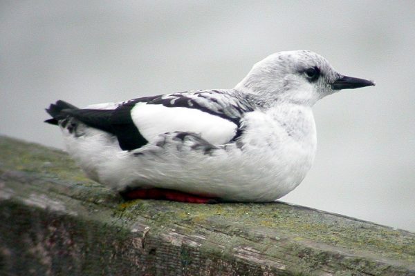 black-guillemot-winter-plumage-resting-on-wood-beam