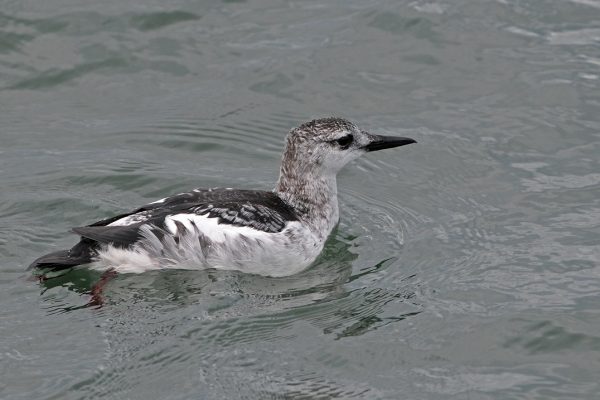 black-guillemot-winter-plumage-swimming