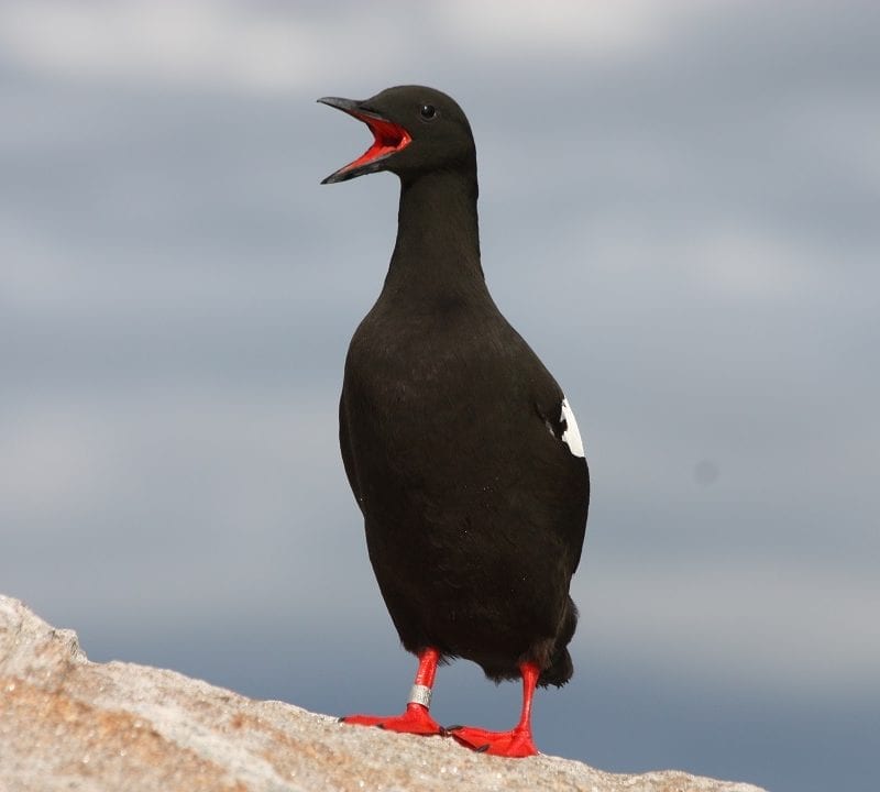 black-guillemot-standing-on-stone-calling