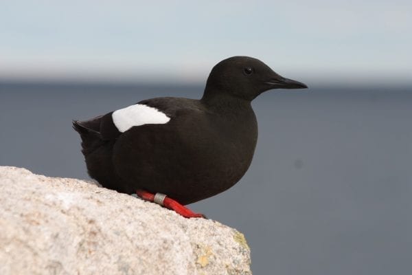 black-guillemot-resting-on-stone