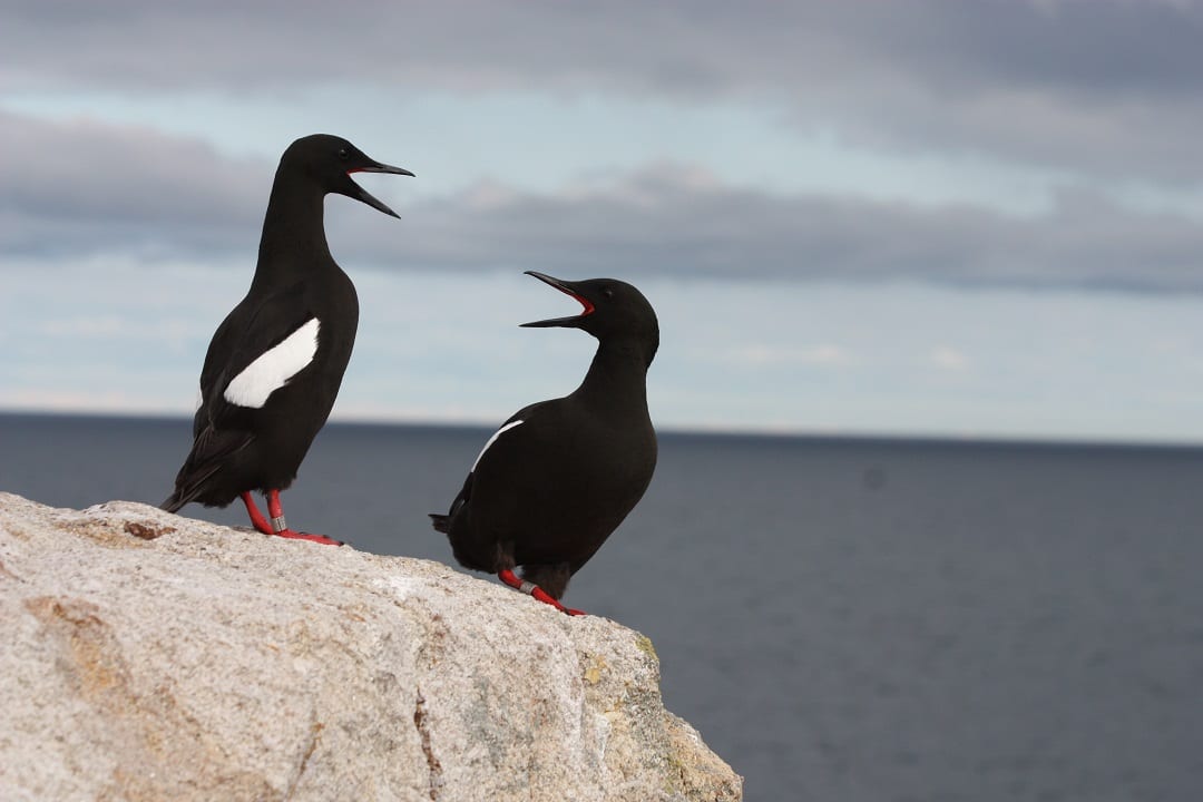 pair-of-black-guillemots-on-stone