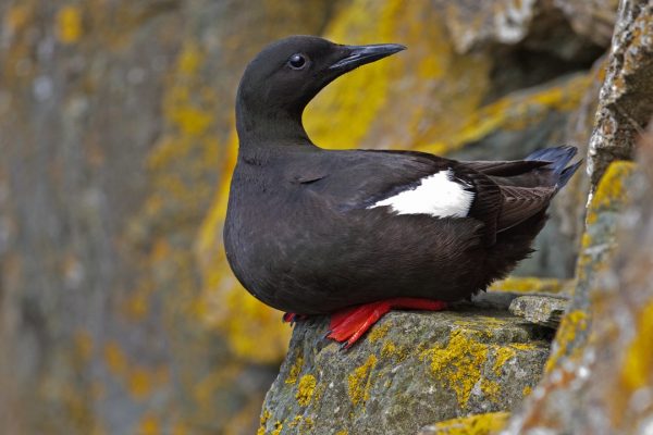 black-guillemot-resting-on-lichen-covered-rock