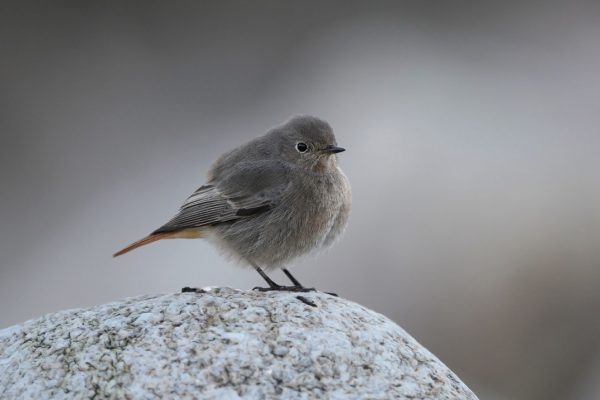 black-redstart-facing-towards