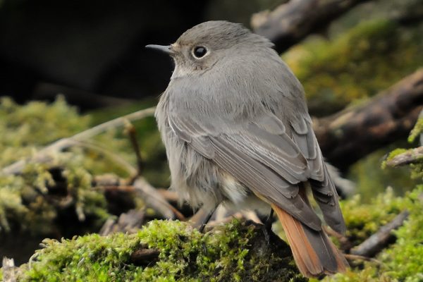 black-redstart-on-mossy-branch