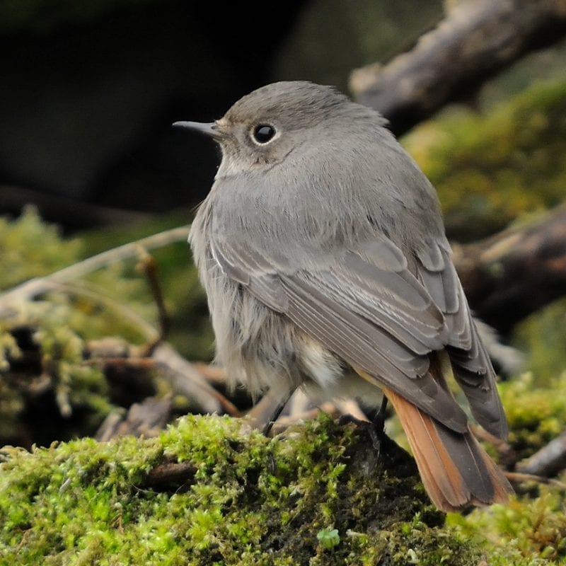 black-redstart-on-mossy-branch