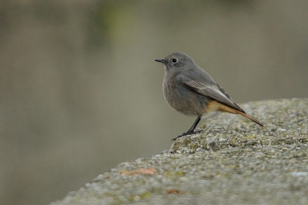 black-redstart-standing-on-rock