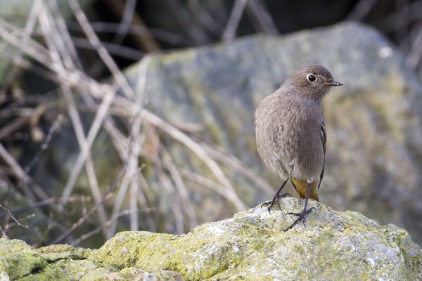 black-redstart-standing-on-rock