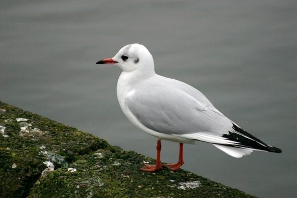 black-headed-gull-on-harbour-wall