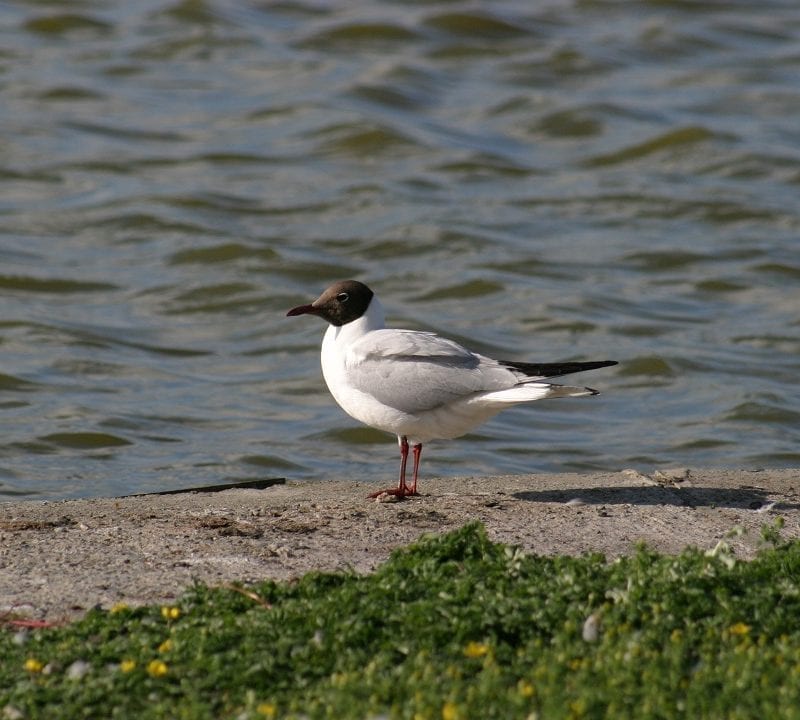 black-headed-gull-summer-plumage-on-sandy-shore