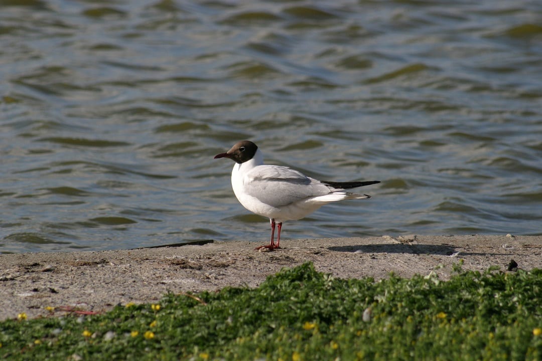 black-headed-gull-summer-plumage-on-sandy-shore