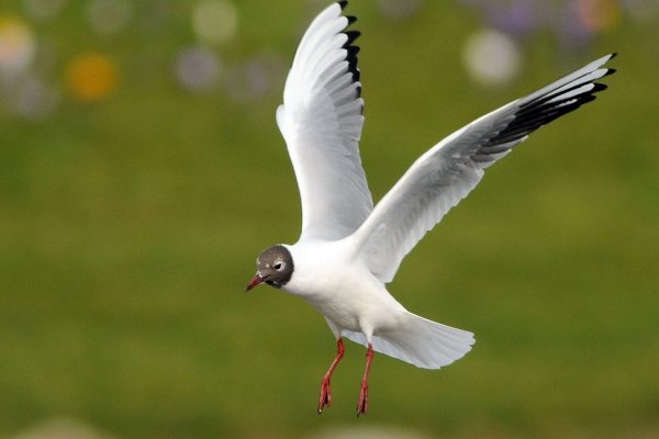 black-headed-gull-in-flight