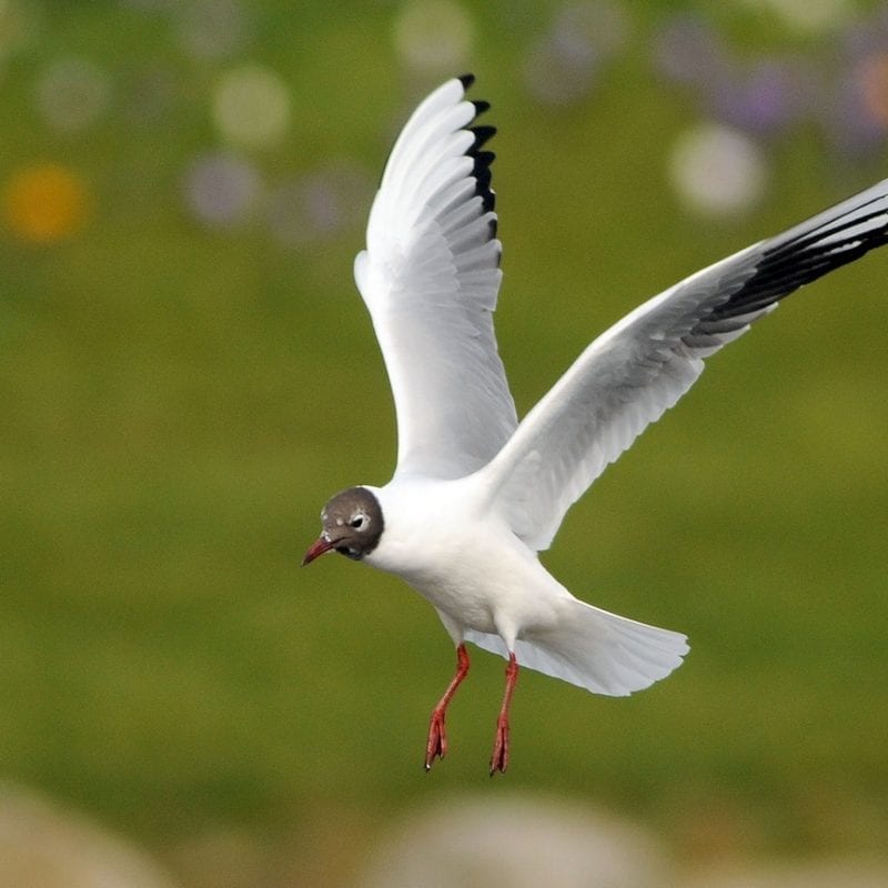 black-headed-gull-in-flight