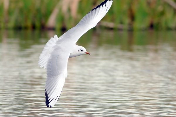 black-headed-gull-in-flight-over-water