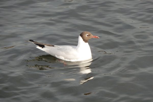 black-headed-gull-Cormac-Byrne