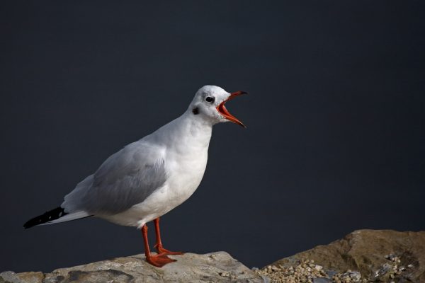 black-headed-gull-calling-from-rock