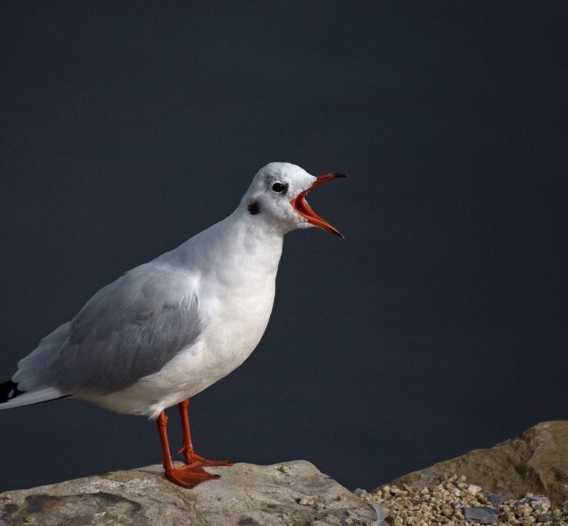 black-headed-gull-calling-from-rock