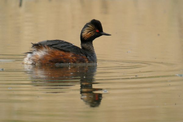 Black necked Grebe (Frank Vassen)