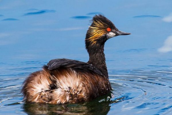 Black necked Grebe (Andrew Reding)