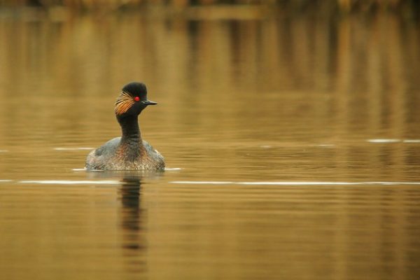 Black necked Grebe (Frank Vassen)