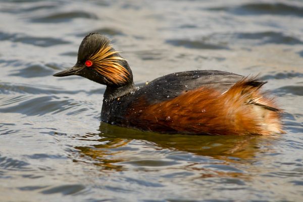 Black necked Grebe (Paul Green)