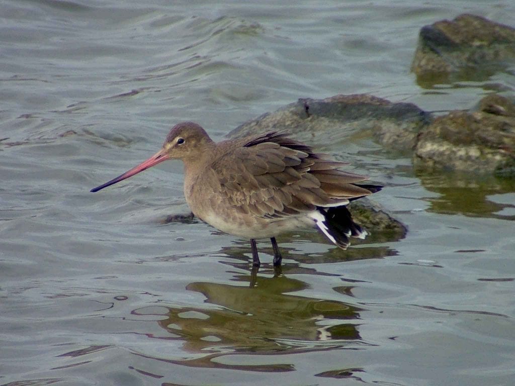 Black-tailed Godwit - BirdWatch Ireland