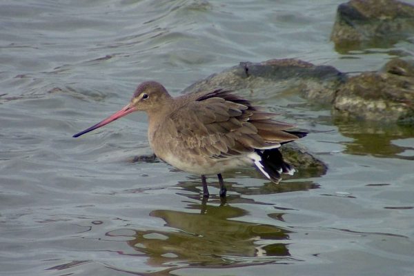 black-tailed-godwit-wading-through-water