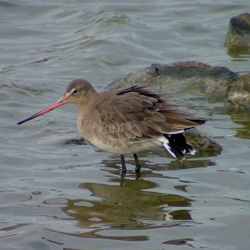 black-tailed-godwit-wading-through-water