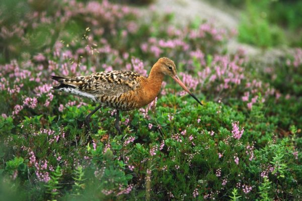 black-tailed-godwit-summer-plumage-amongst-heather