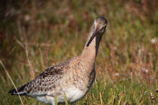 black-tailed-godwit-foraging-on-heath