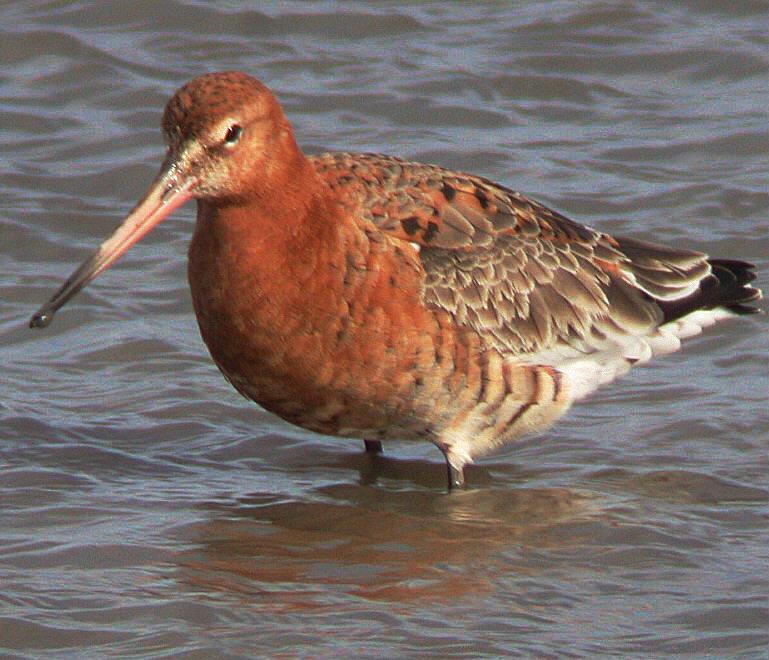 black-tailed-godwit-summer-plumage-wading