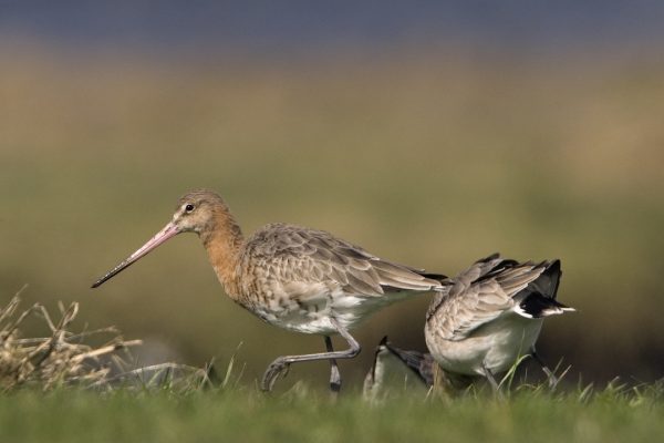 black-tailed-godwit-pair-foraging