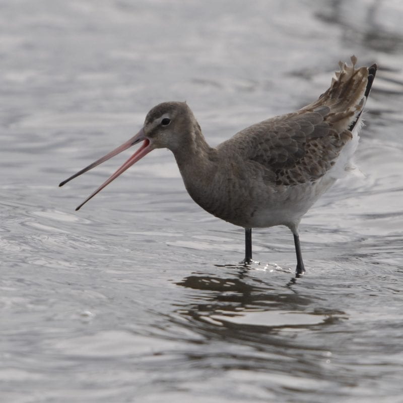 black-tailed-godwit-in-water