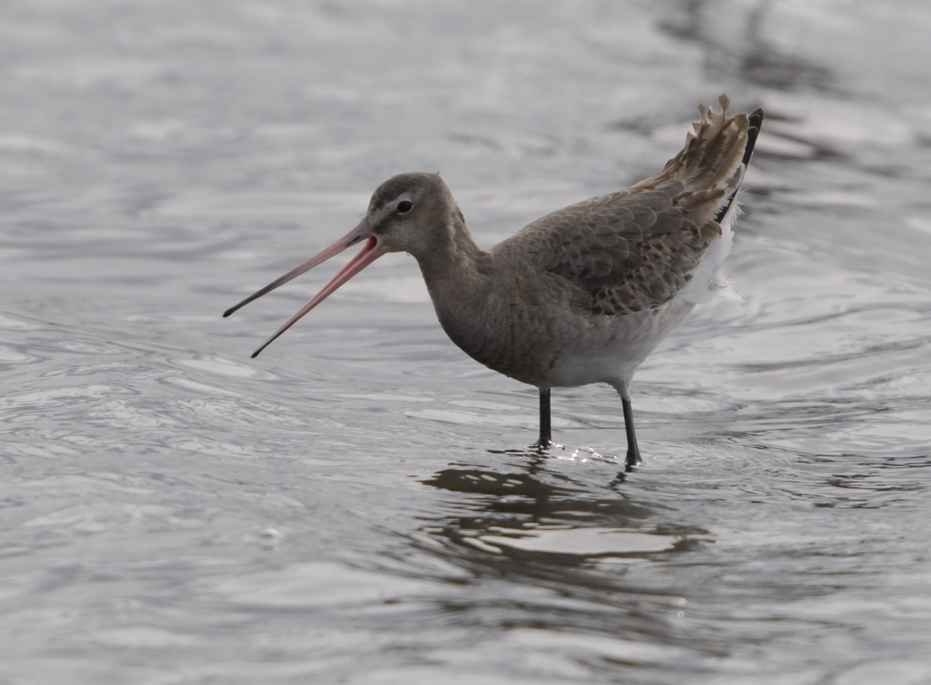 black-tailed-godwit-in-water