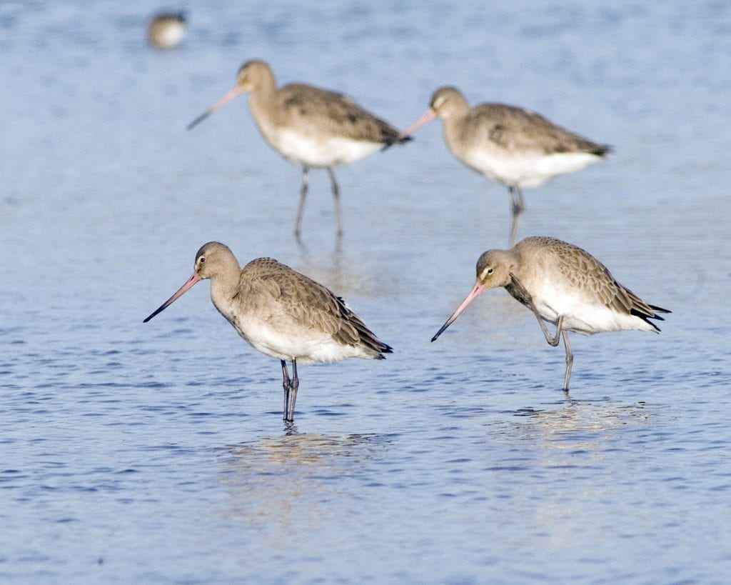 black-tailed-godwits-in-water