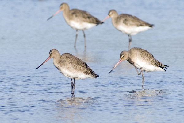 black-tailed-godwits-in-water