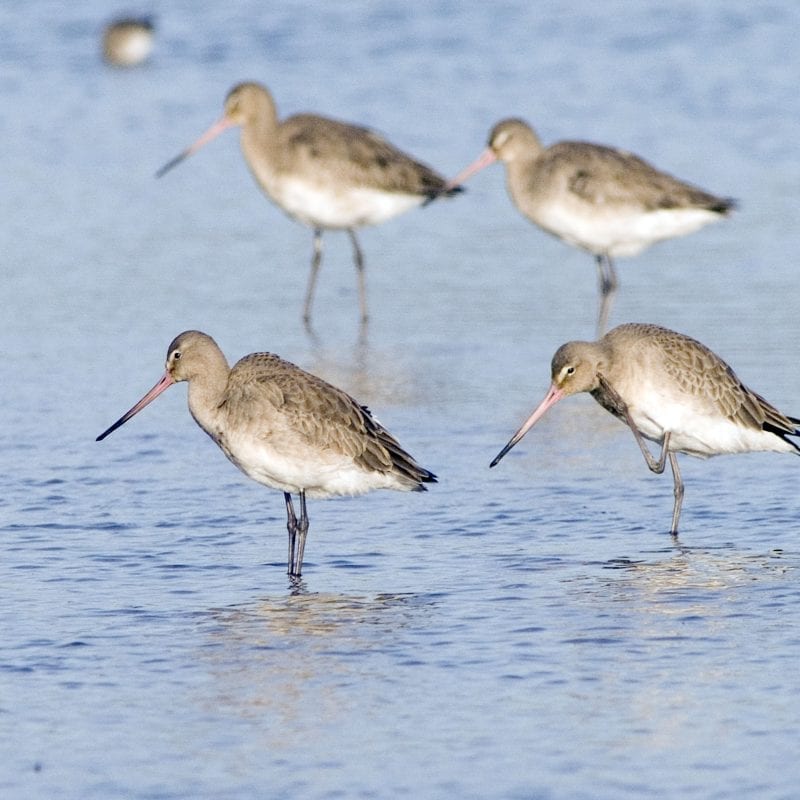 black-tailed-godwits-in-water