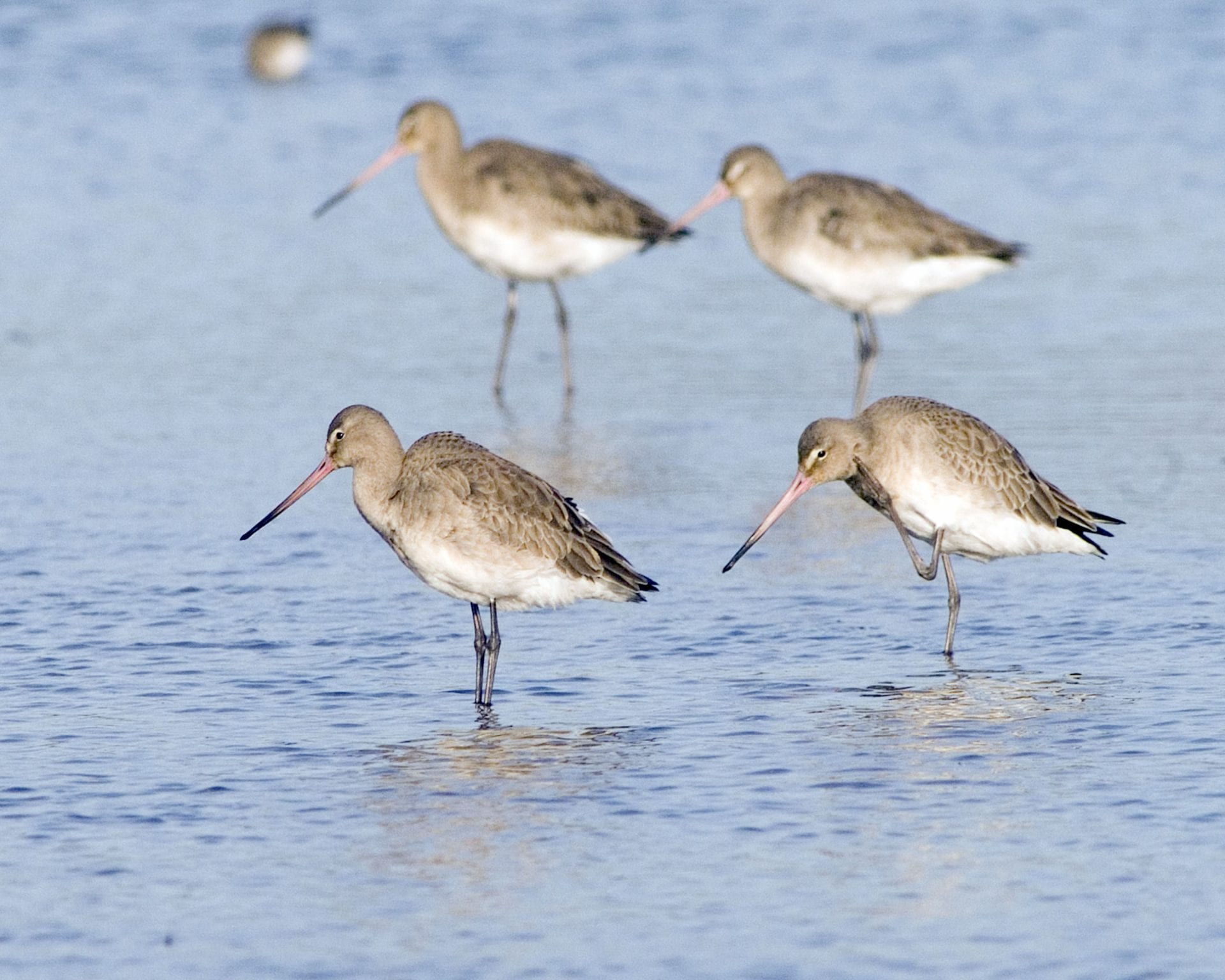 black-tailed-godwits-in-water