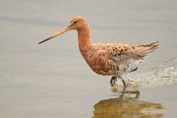 black-tailed-godwit-summer-breeding-plumage