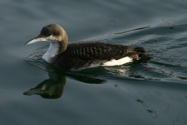 Black-throated Diver (Jim Barton)