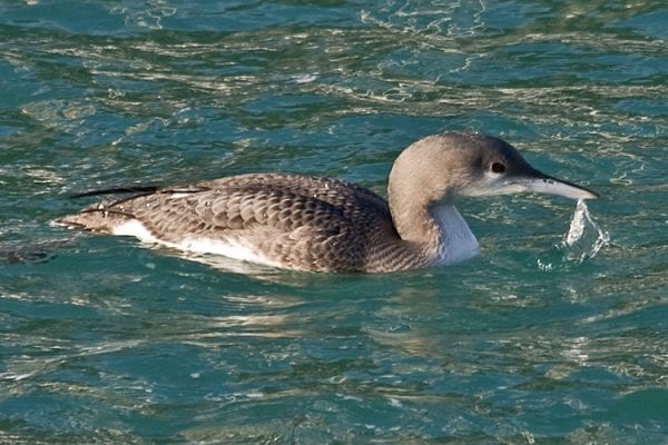 Black-throated Diver (Tony Morris)