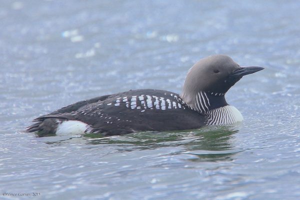 Black-throated Diver (Vince)