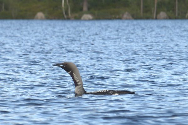 Black-throated Diver (Storlom i Grundsjön)