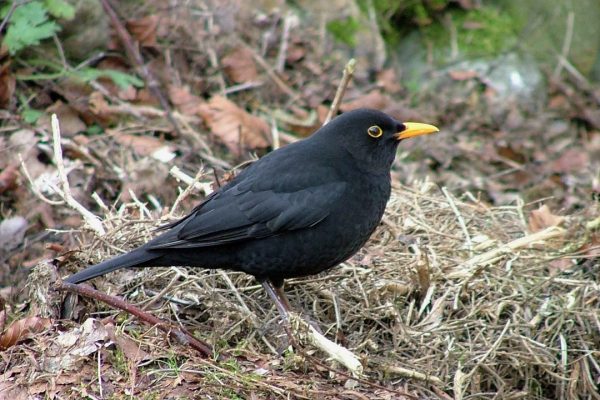 blackbird-amongst-leaf-litter