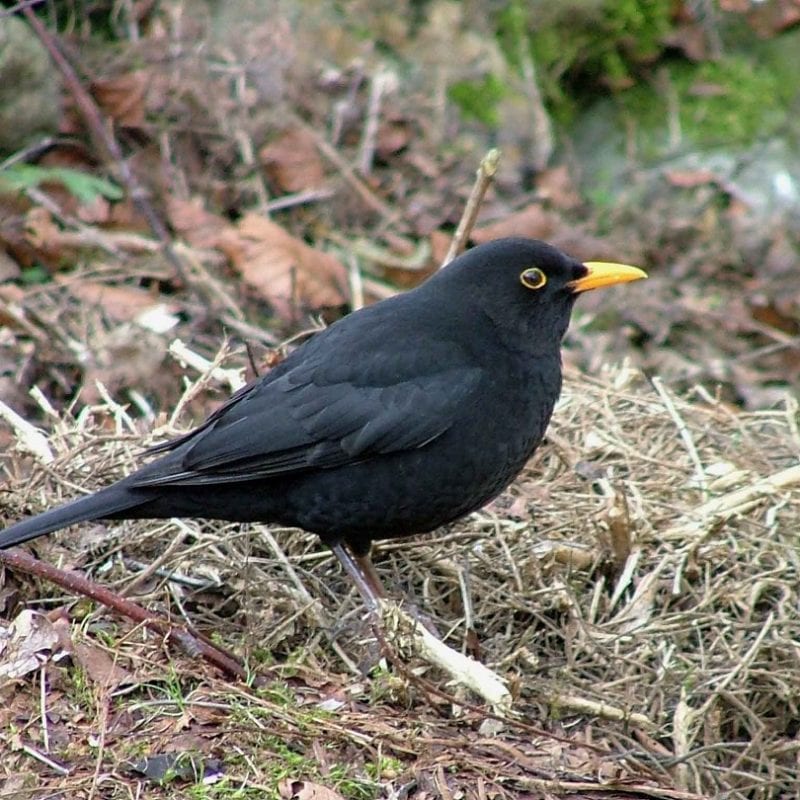 blackbird-amongst-leaf-litter