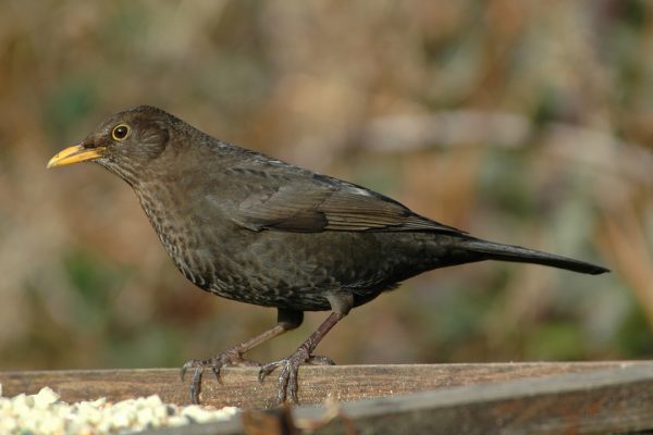 blackbird-female-on-fence