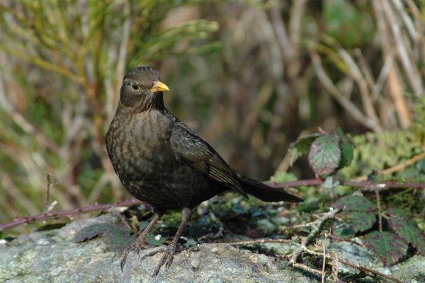 blackbird-female-on-rock-with-brambles