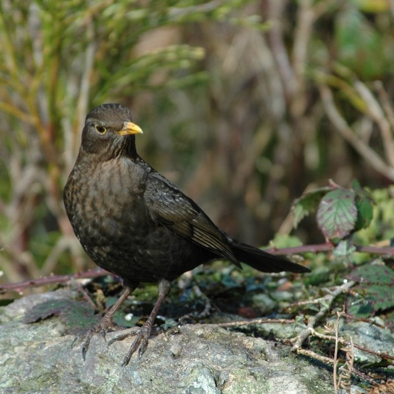 blackbird-female-on-rock-with-brambles
