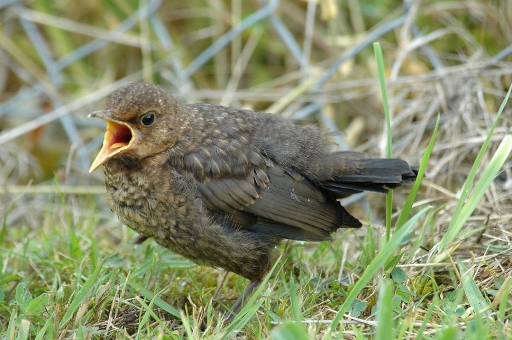 blackbird-fledgling-in-grass