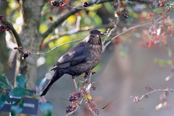 blackbird-young-male-on-branch